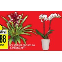 8" Premium Orchids or 5" Bromeliads