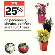 Perennials, Shrubs, Conifers and Fruit Trees - 25% off
